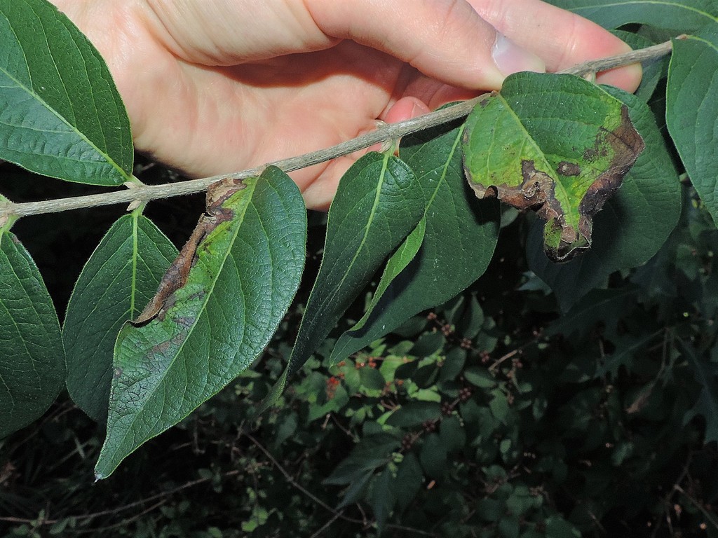 Honeysuckle Leaf Blight from College Park, MD, USA on September 30