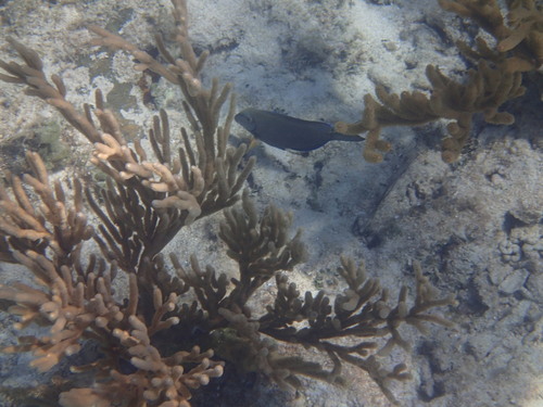 Plexaura homomalla