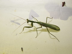 Cardioptera squalodon