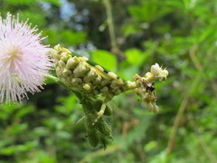 Callibia diana