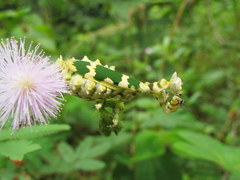Callibia diana