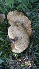 Cerioporus squamosus