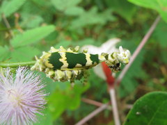Callibia diana