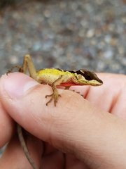 Anolis notopholis