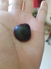 Macropsychanthus comosus