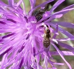 Toxomerus marginatus