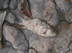 Carassius auratus