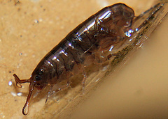 Arcitalitrus sylvaticus