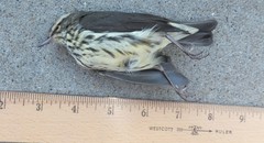 Parkesia noveboracensis