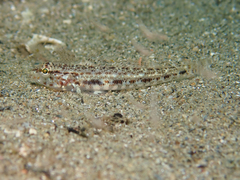 Gobius geniporus