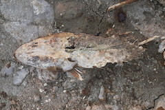 Platycephalidae