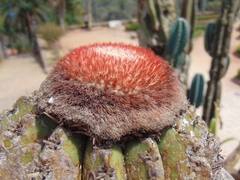 Melocactus zehntneri