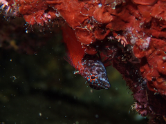 Tripterygion melanurus