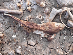 Platycephalidae