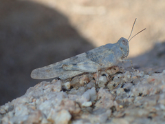Sphingonotus corsicus