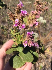 Lippia rotundifolia