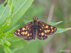 Carterocephalus skada