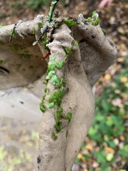 Lemna aequinoctialis