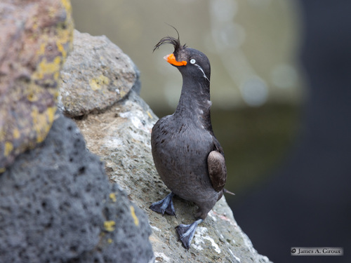 Crested Auklet
