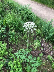 Laserpitium latifolium