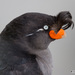 Crested Auklet - Photo (c) jamesgiroux, some rights reserved (CC BY-NC), uploaded by jamesgiroux