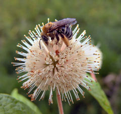 Melissodes comptoides