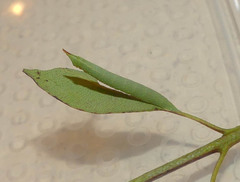 Coequosa australasiae