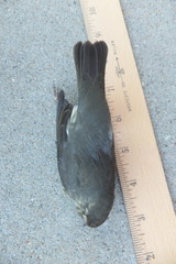 Parkesia noveboracensis