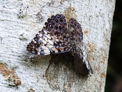 Hamadryas fornax