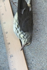 Parkesia noveboracensis