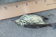 Parkesia noveboracensis