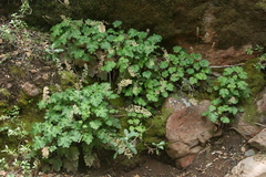 Heuchera maxima