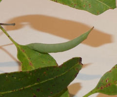 Coequosa australasiae