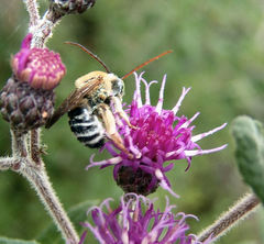 Melissodes comptoides