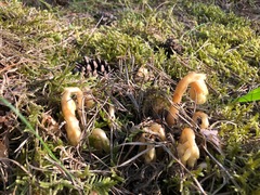 Monotropa hypopitys hypophegea