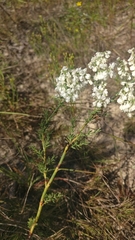 Polygonella americana