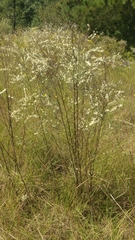 Polygonella americana