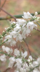 Polygonella americana