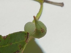 Coequosa australasiae