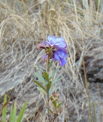Periandra mediterranea
