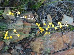 Lebeckia pauciflora