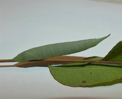 Coequosa australasiae