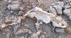 Platycephalidae