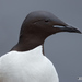 Thick-billed Murre - Photo (c) jamesgiroux, some rights reserved (CC BY-NC)