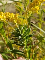 Asphondylia solidaginis