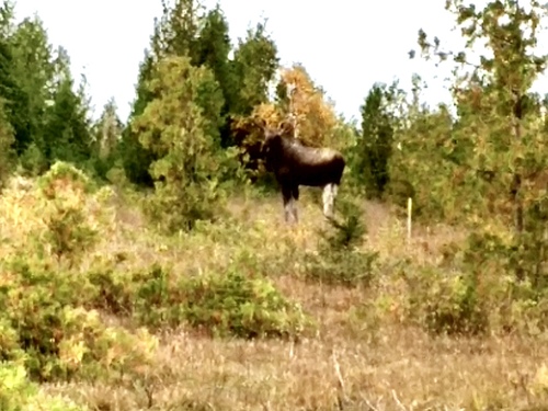 Moose photographed in Michigan