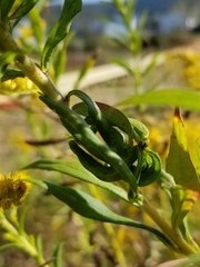 Asphondylia solidaginis