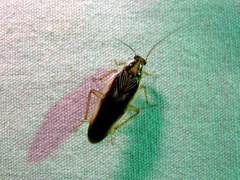 Neoblattellini