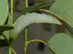 Coequosa australasiae