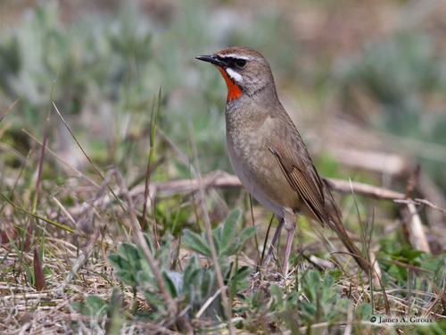 Siberian Rubythroat